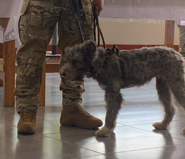 Perrito que era usado por narcoterroristas