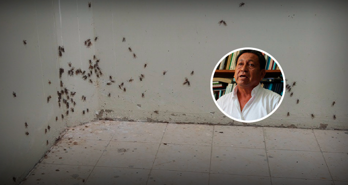 Registran plaga de grillos en negocios y viviendas de Trujillo