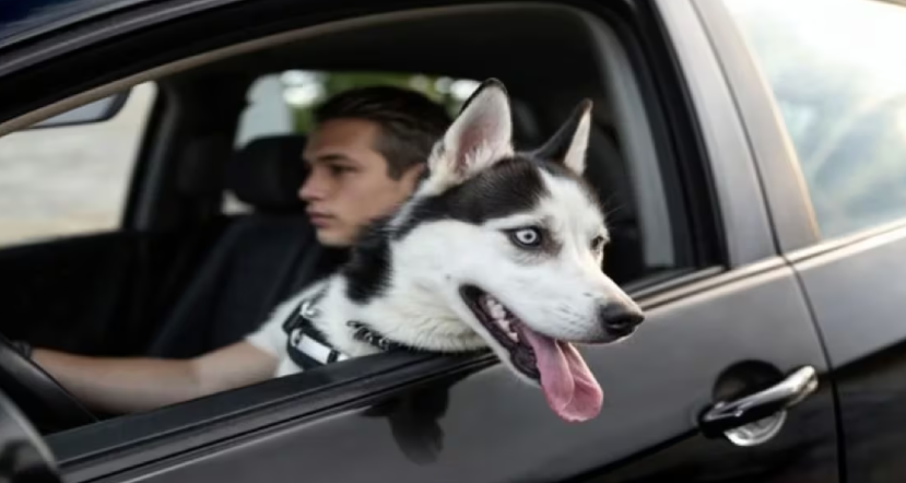 Compartir asiento con mascota tiene multa de S/ 412