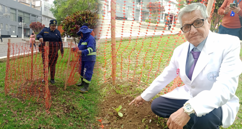 Plantan árbol de la quina en plazuela El Recreo de Trujillo