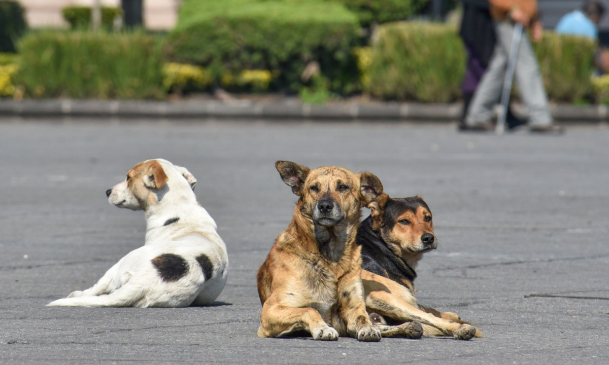 Hallan más de 70 perros víctimas de envenenamiento en Oxapampa