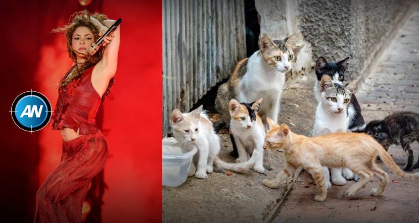 Denuncian muerte de casi 100 gatos tras fumigación en estadio previo a concierto de Shakira