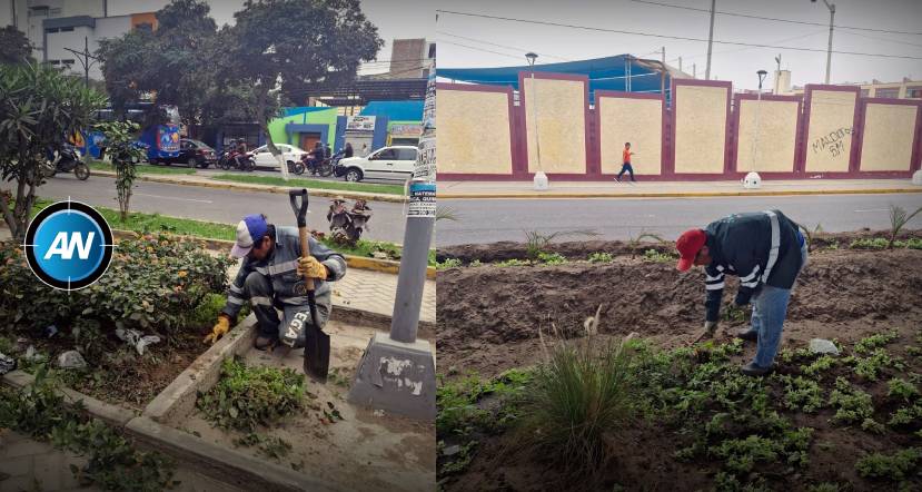 Embellecen áreas verdes de la avenida Juan Pablo II y el Óvalo Grau