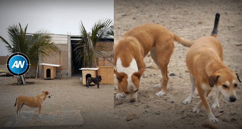 Pacasmayo: albergue “Huellitas de Ángel” solicita apoyo para continuar con rescate de perros abandonados